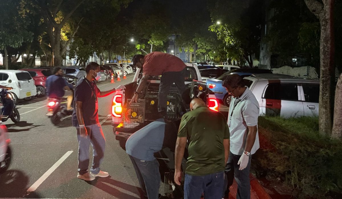 އޮޅުހިޔާއަށް ބުޅާ ގެންދިއުމުގެ މަސައްކަތްކުރަނީ--- ފޮޓޯ: އެގްރިކަލްޗަރ މިނިސްޓްރީ