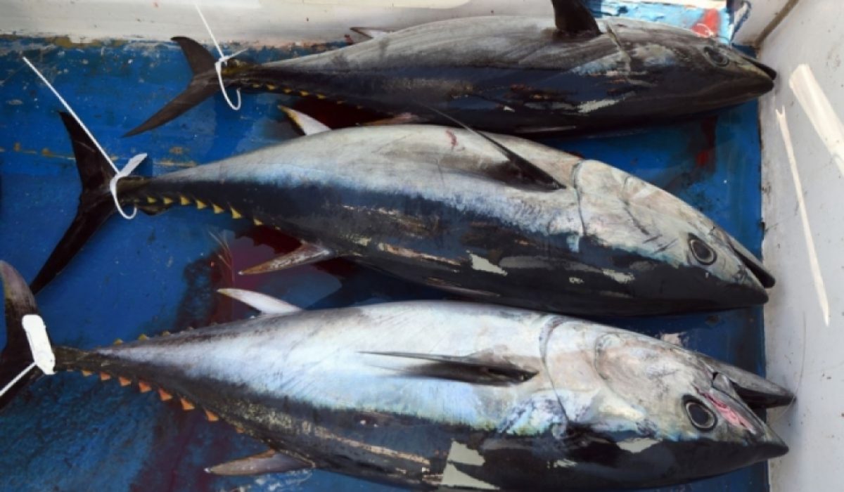 8_tuna
