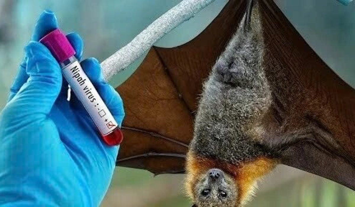 Vietnam reports no Nipah virus cases, steps up surveillance