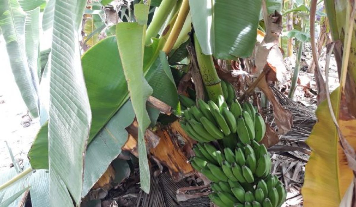 ފަތްކެޔޮ (ފޮޓޯ/އާ ފަތިސް)