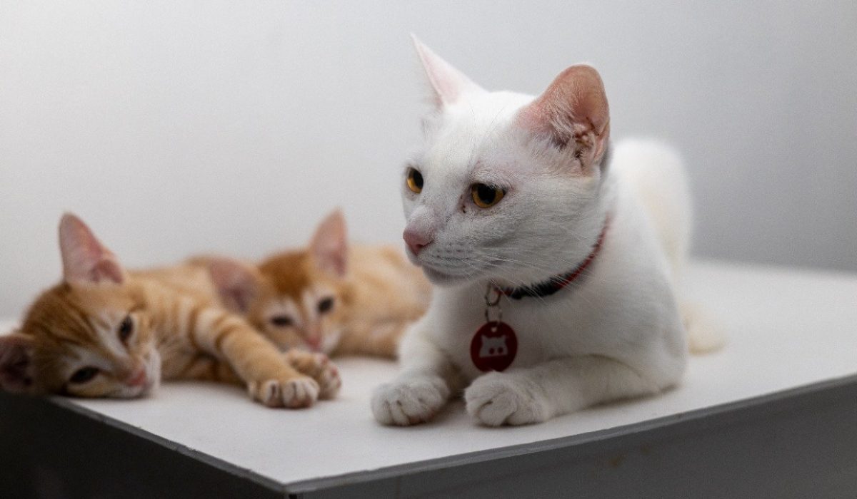 large_174392709426vqBS